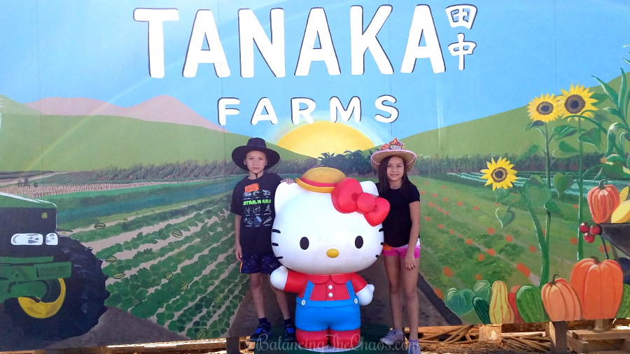 Hello Kitty at Tanaka Farms