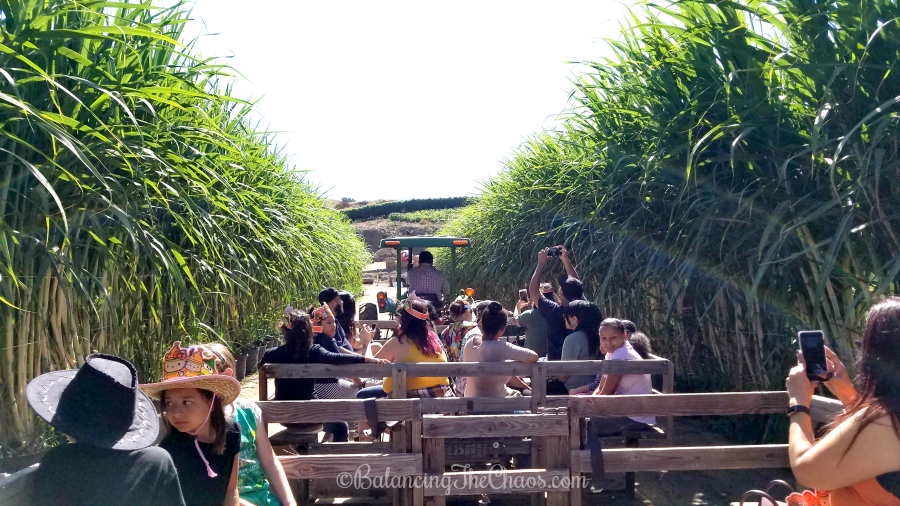 Pumpkin Patch Wagon Rides at Tanaka Farms