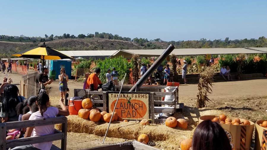 Tanaka Farms Launch Pad Pumpkin Launch