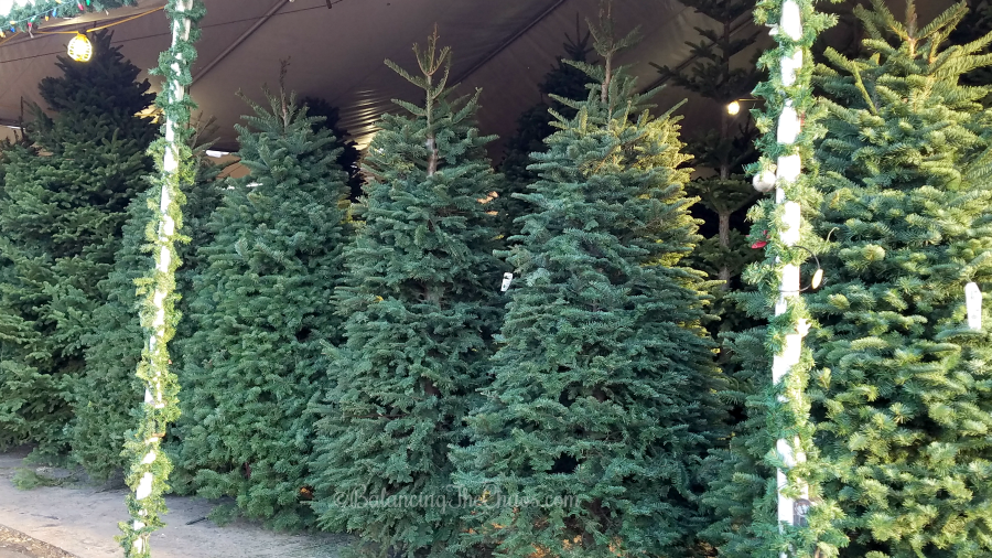 Christmas Trees at Tanaka Farms