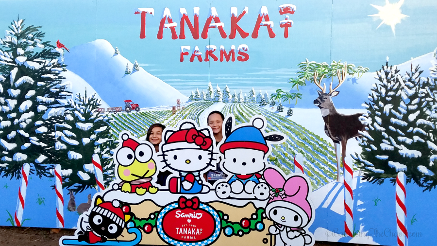 Hello Kitty to make year-long appearances at Tanaka Farms in