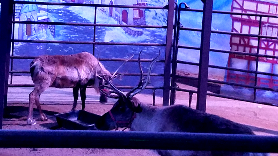 Reindeer at the LA Zoo