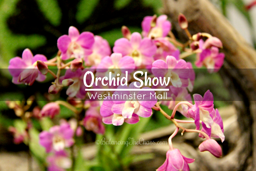 Orchid Show at Westminster Mall