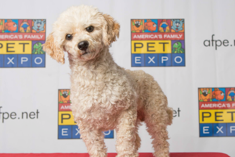 Get Your Tickets to America's Family Pet Expo April 1012 Toddler Trails