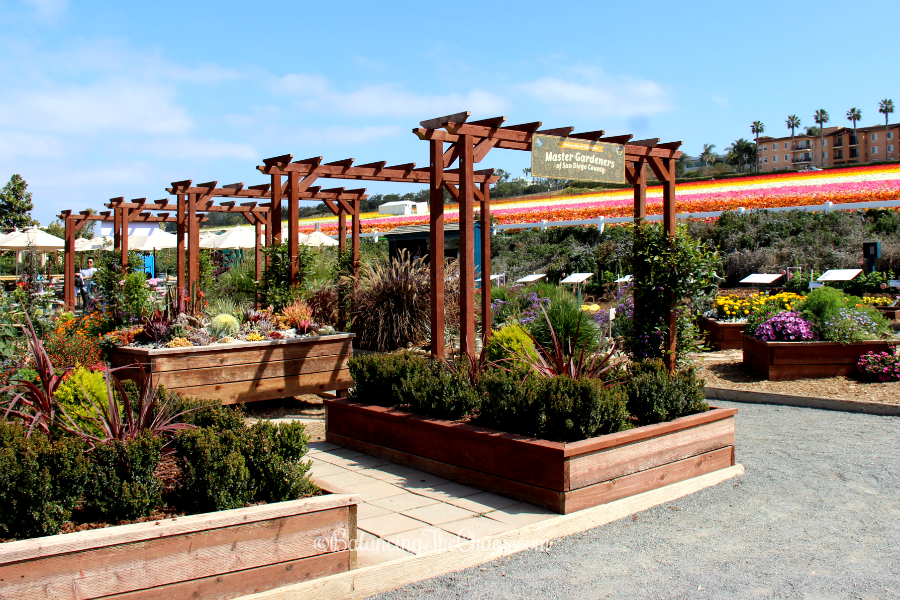 The Picturesque Flower Fields At Carlsbad Ranch Balancing The Chaos