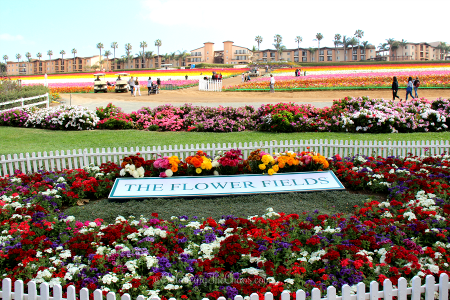 The Flower Fields at Carlsbad