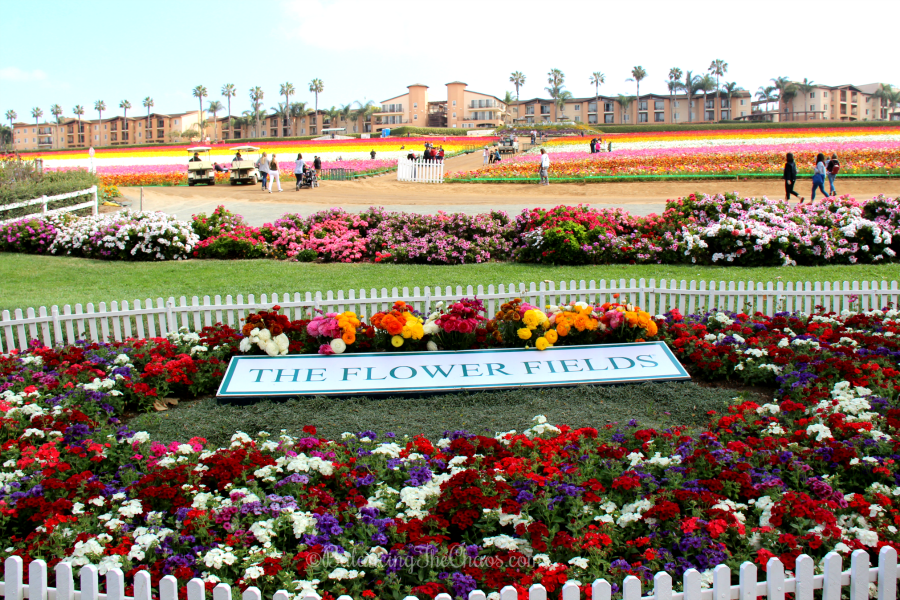 The Picturesque Flower Fields At Carlsbad Ranch Balancing The Chaos