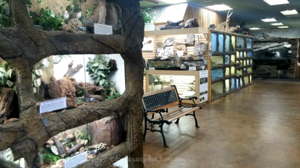 Fun and Educational: The Reptile Zoo - Balancing The Chaos