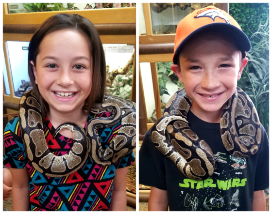 snake discovery zoo snake discovery zoo