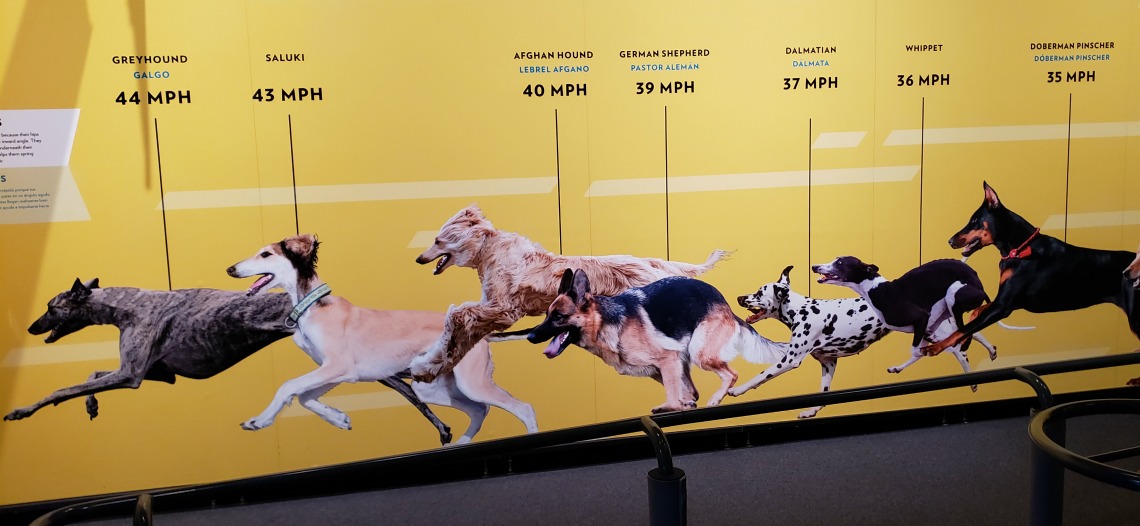 Racing canines at the California Science Center