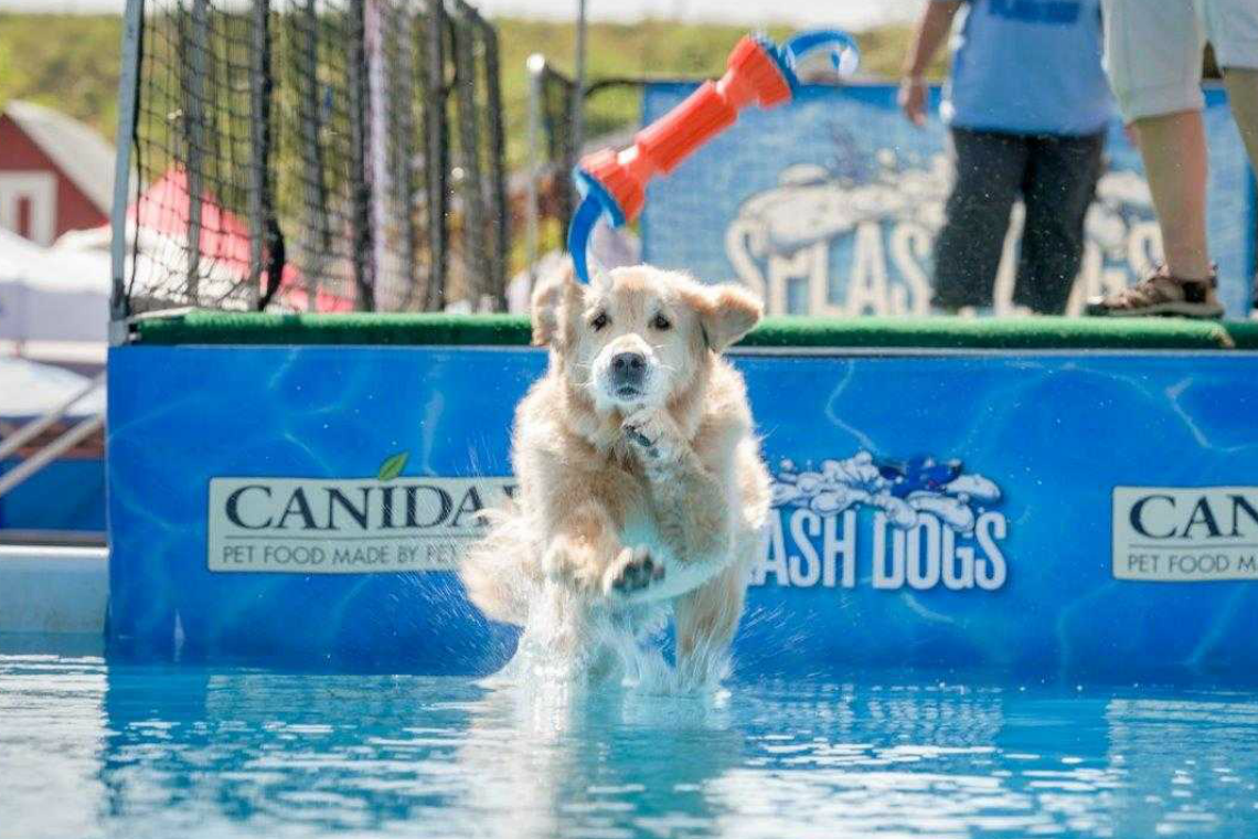 Pet-expo-Dog-in-Water