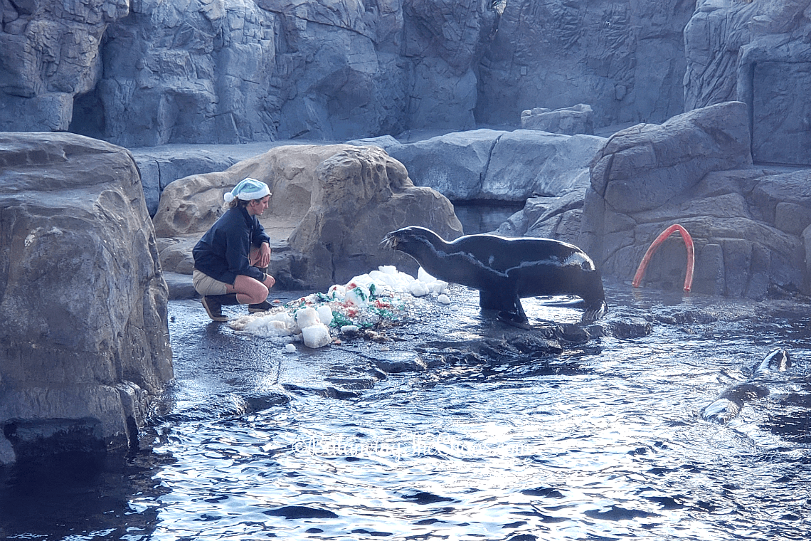 Feeding the sea lions holiday treats at the Aquarium of the pacific