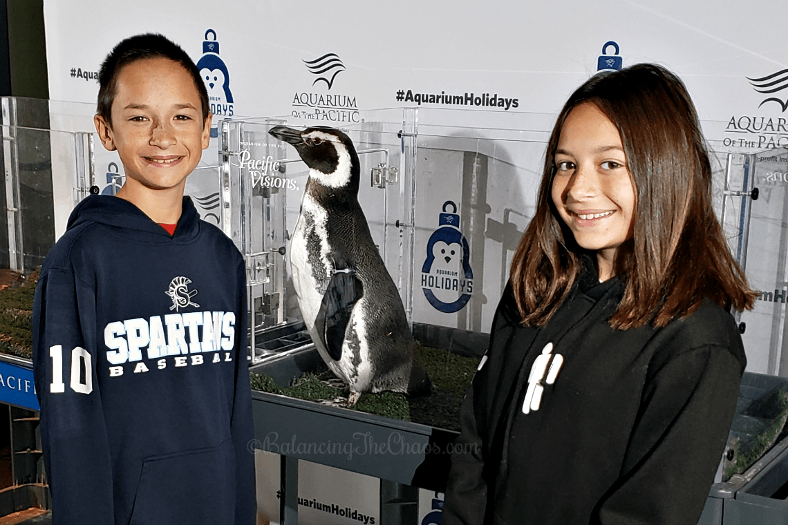 Hanging with the Penguins at the Aquarium of the Pacific Aquarium Holidays