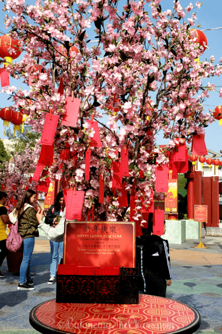 Plum Blossom Wishing Trees at Universal Studios Hollywood during Lunar New Year