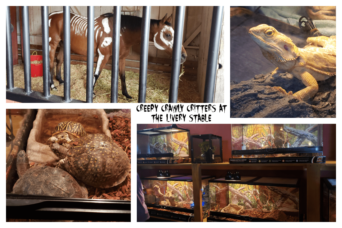 Creepy Crawly Critters at Livery Stable Knotts